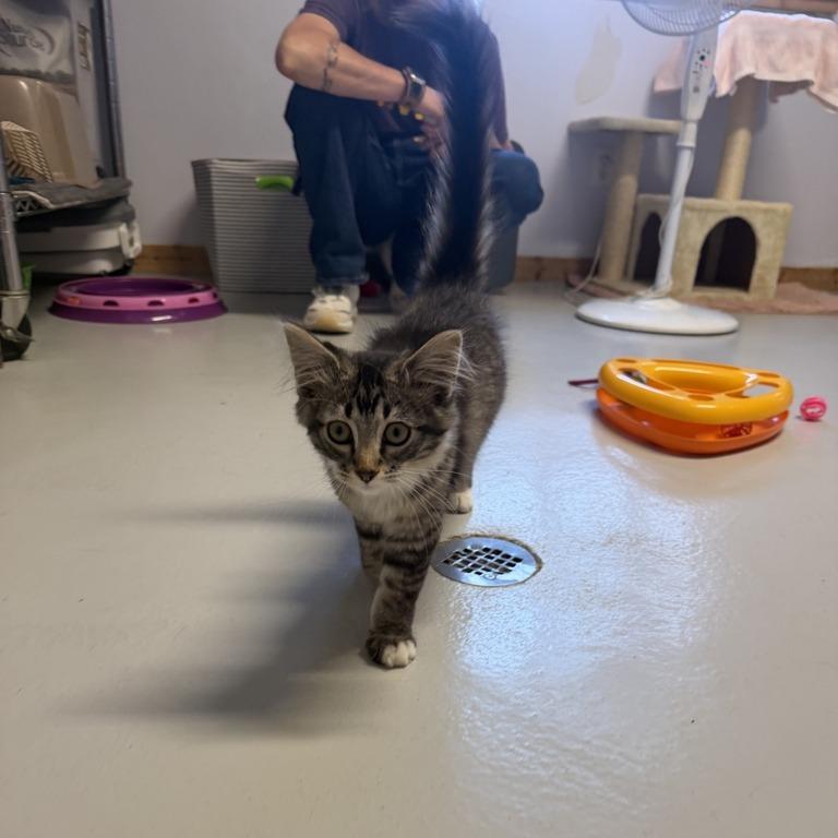 Sparkler, Adoptable, Kitten Male Domestic Long Hair.