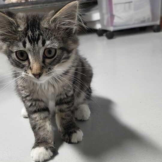 Sparkler, a Adoptable Domestic Long Hair in Driggs, ID image 2/6