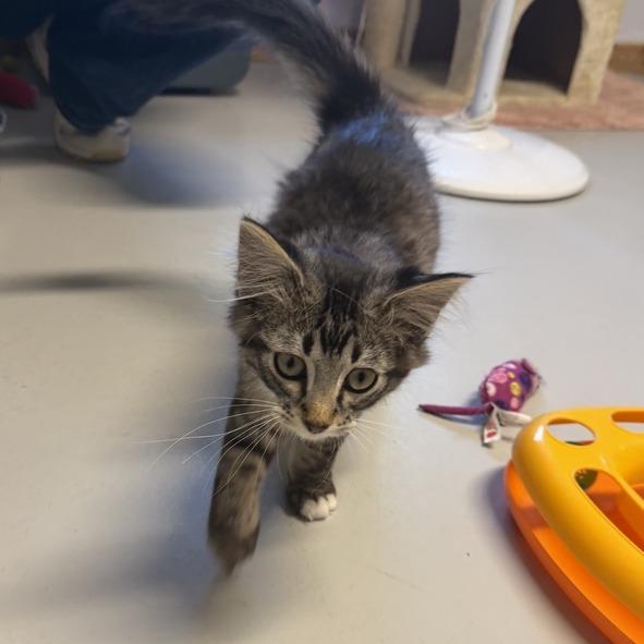 Sparkler, a Adoptable Domestic Long Hair in Driggs, ID image 3/6