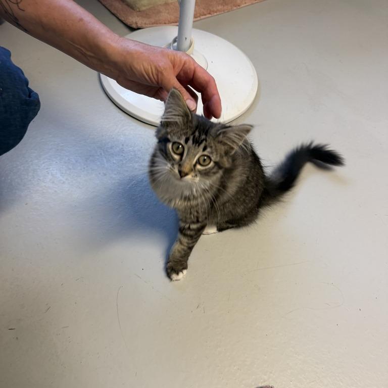 Sparkler, a Adoptable Domestic Long Hair in Driggs, ID image 4/6