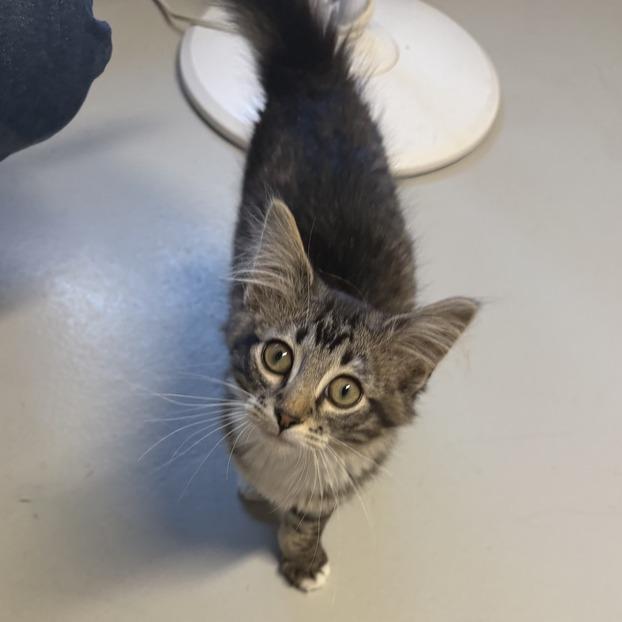 Sparkler, a Adoptable Domestic Long Hair in Driggs, ID image 5/6