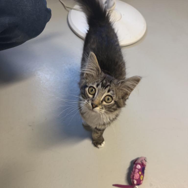 Sparkler, a Adoptable Domestic Long Hair in Driggs, ID image 6/6