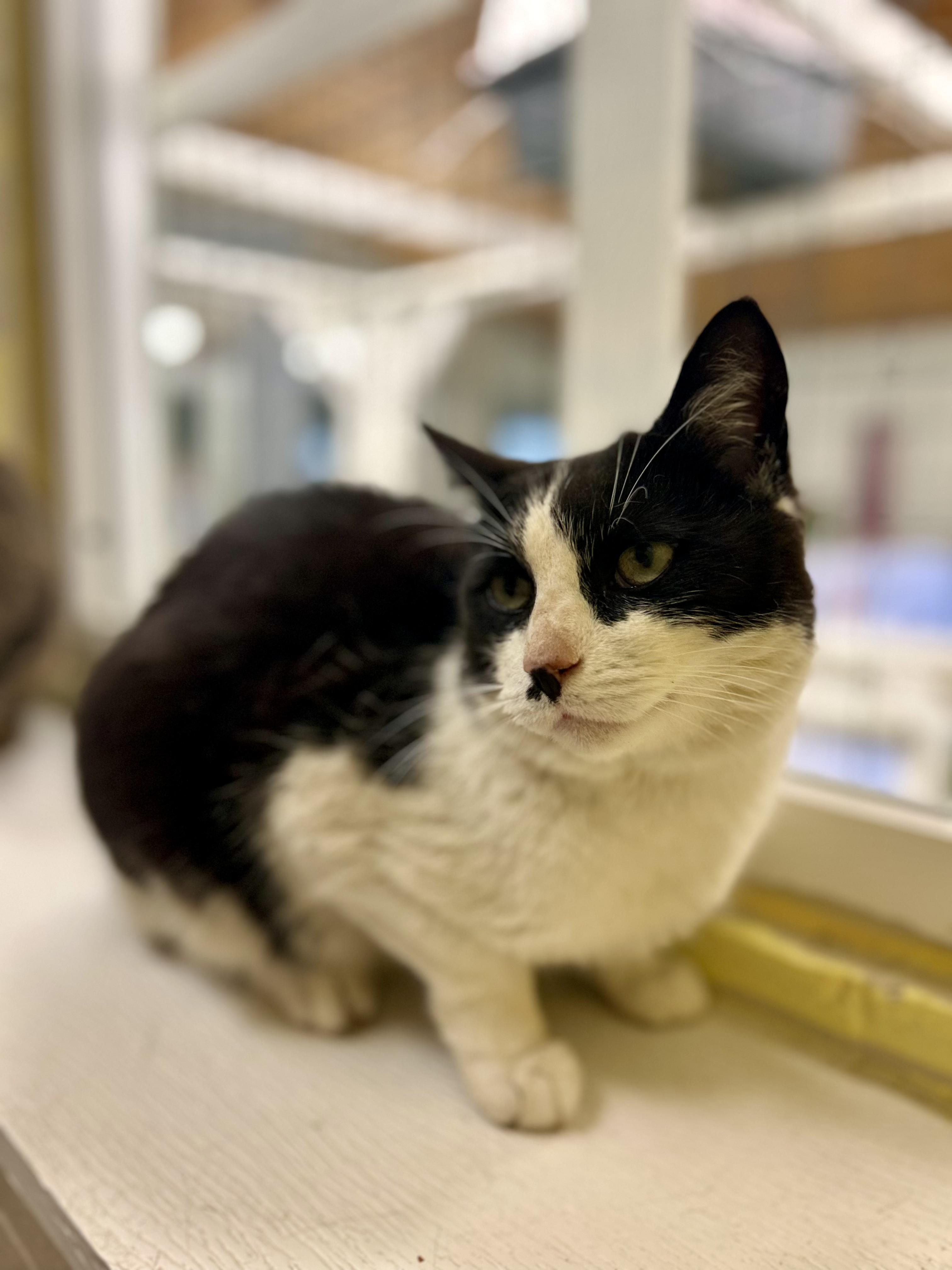Panda, Adoptable, Young Female Domestic Short Hair.