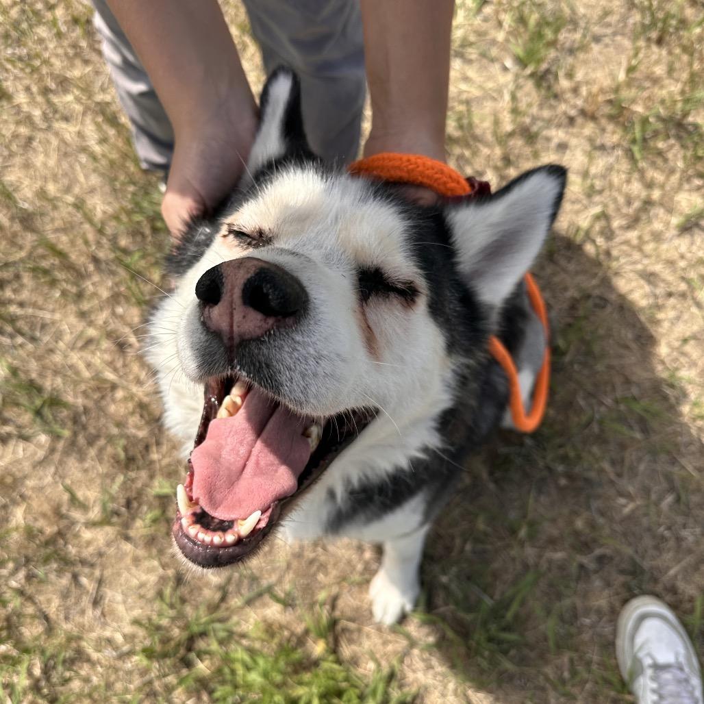 Lloyd, Adoptable, Adult Male Husky.
