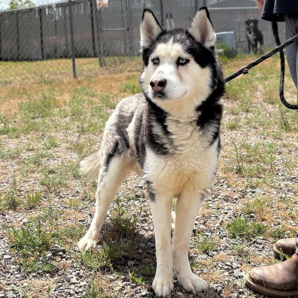 Lloyd, Adoptable, Adult Male Husky.