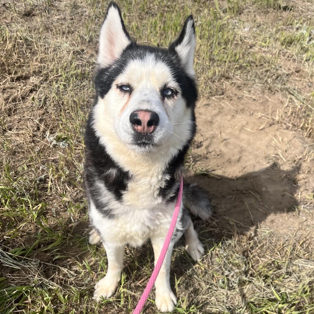 Enlarge Lloyd, a Adoptable Husky in Spokane, WA image 2/6
