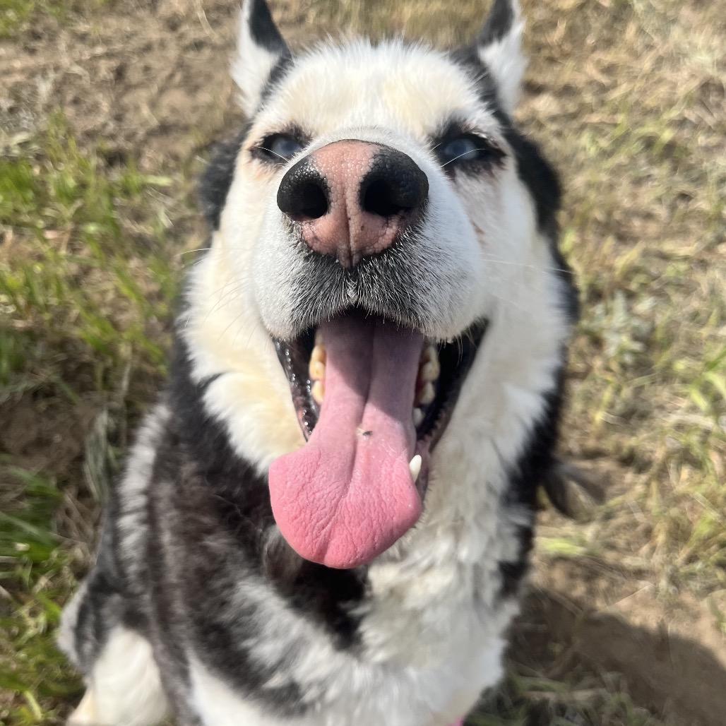 Enlarge Lloyd, a Adoptable Husky in Spokane, WA image 3/6