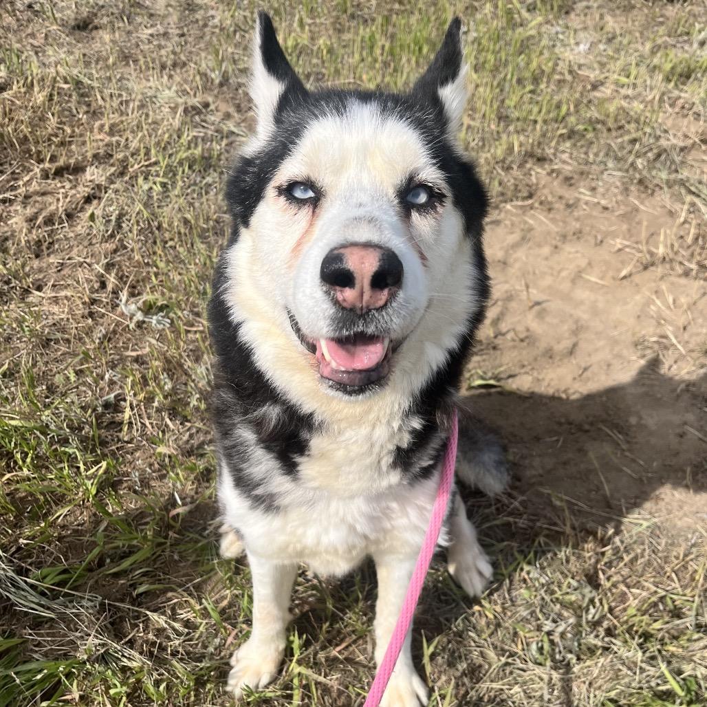 Enlarge Lloyd, a Adoptable Husky in Spokane, WA image 4/6