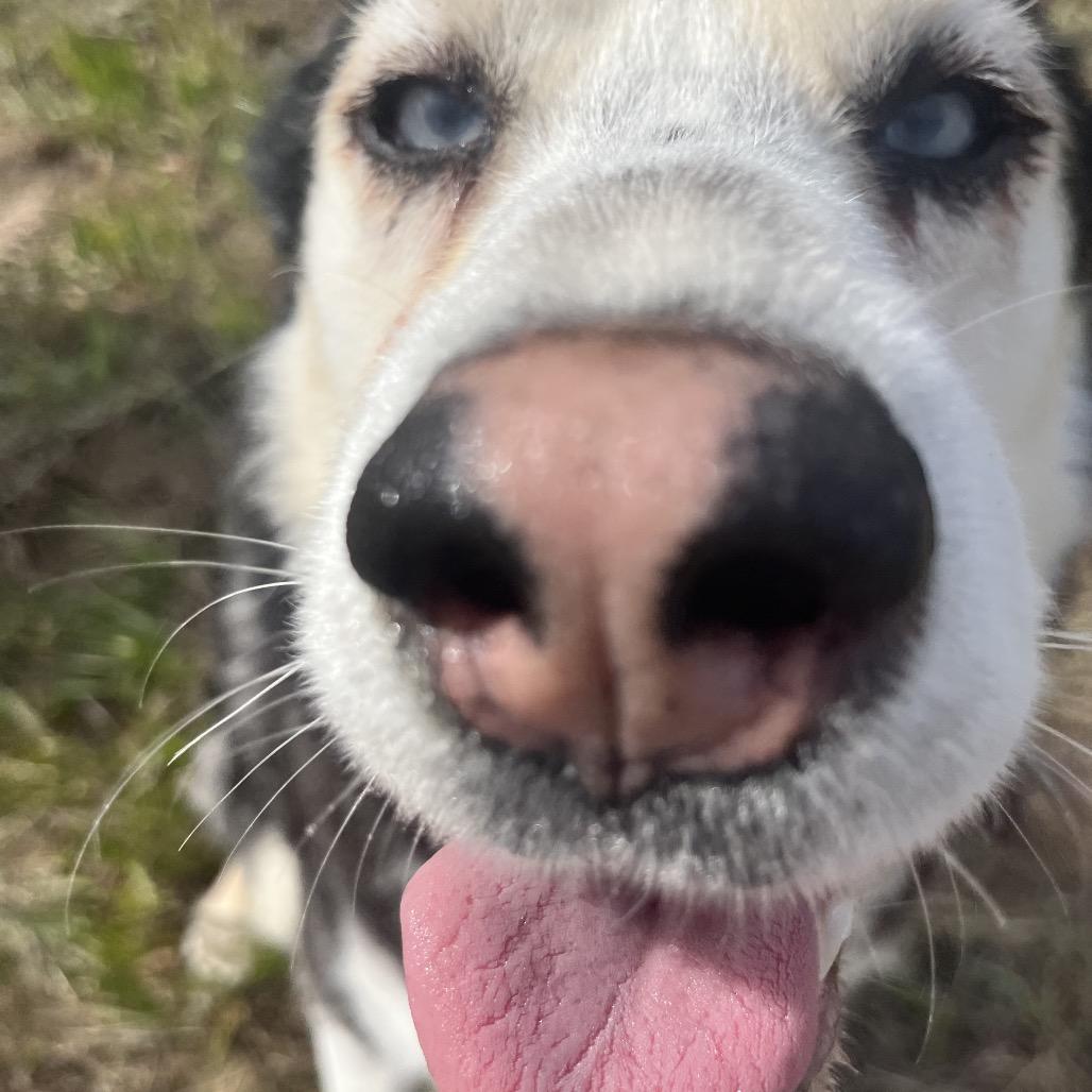 Enlarge Lloyd, a Adoptable Husky in Spokane, WA image 5/6