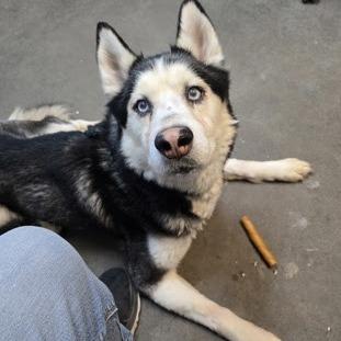 Enlarge Lloyd, a Adoptable Husky in Spokane, WA image 6/6