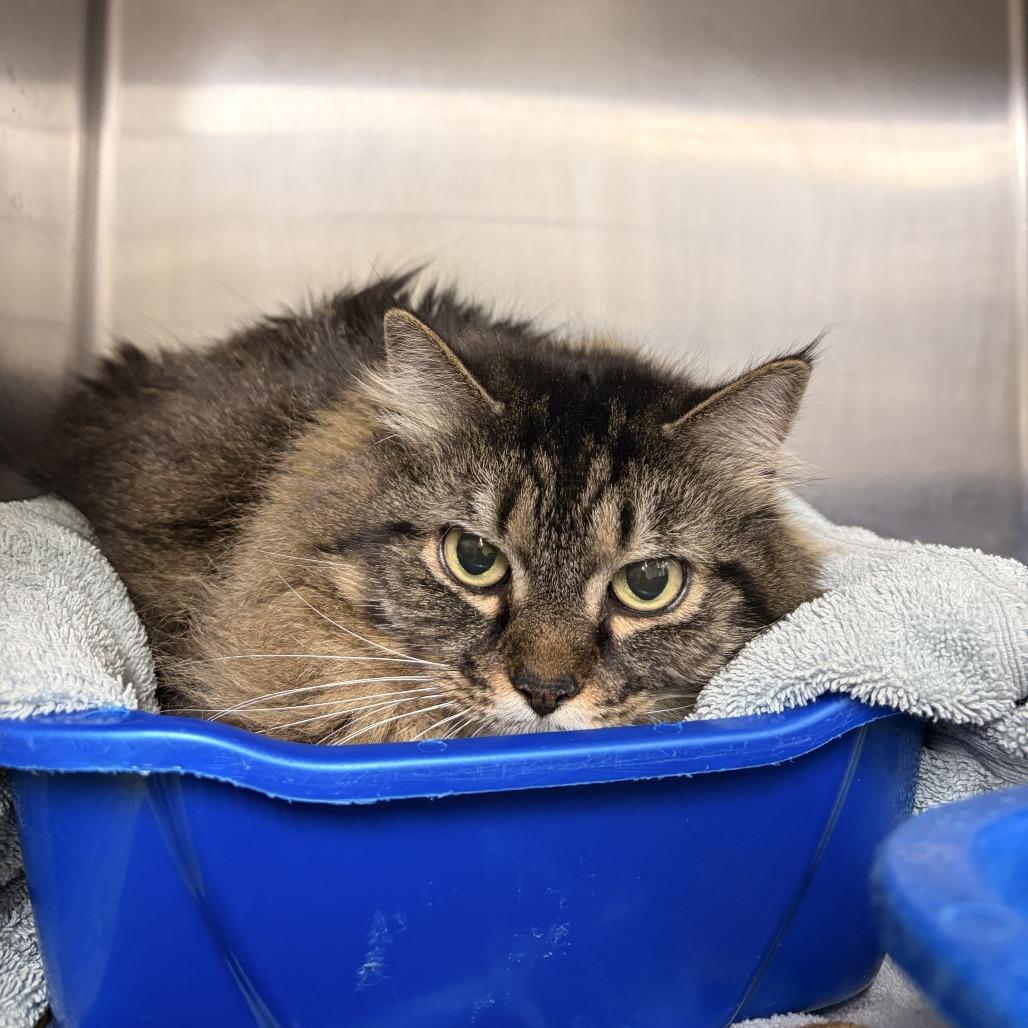 Rowan, adopted, Adult Female Domestic Medium Hair.