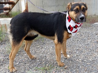 Ronnie, a Adoptable mixed breed in Anaconda, MT image 5/6
