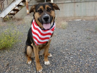 Ronnie, a Adoptable mixed breed in Anaconda, MT image 2/6