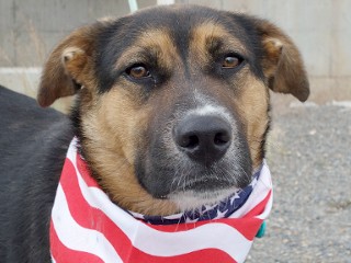 Ronnie, a Adoptable mixed breed in Anaconda, MT image 1/6