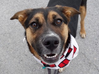 Ronnie, a Adoptable mixed breed in Anaconda, MT image 4/6