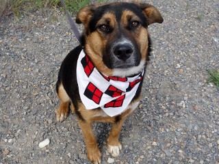 Ronnie, a Adoptable mixed breed in Anaconda, MT image 6/6