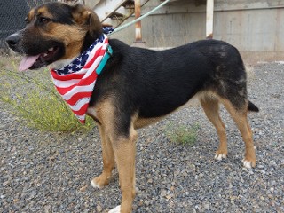 Ronnie, a Adoptable mixed breed in Anaconda, MT image 3/6