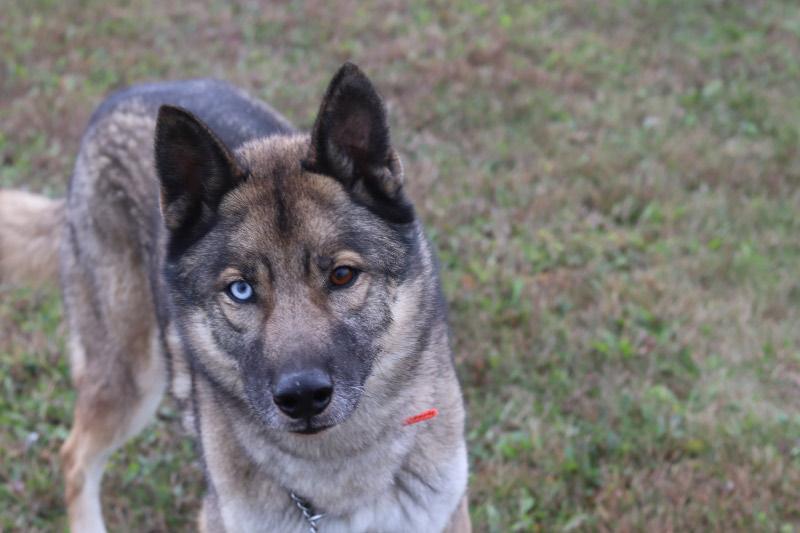 Duke
