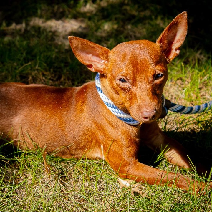 Titan, Adoptable, Adult Male Chihuahua.