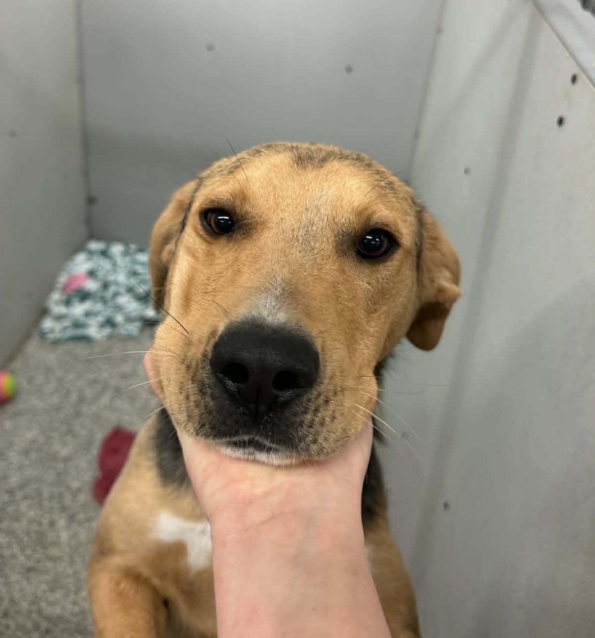 Max, ADOPTABLE, Puppy Male Shepherd & Hound.