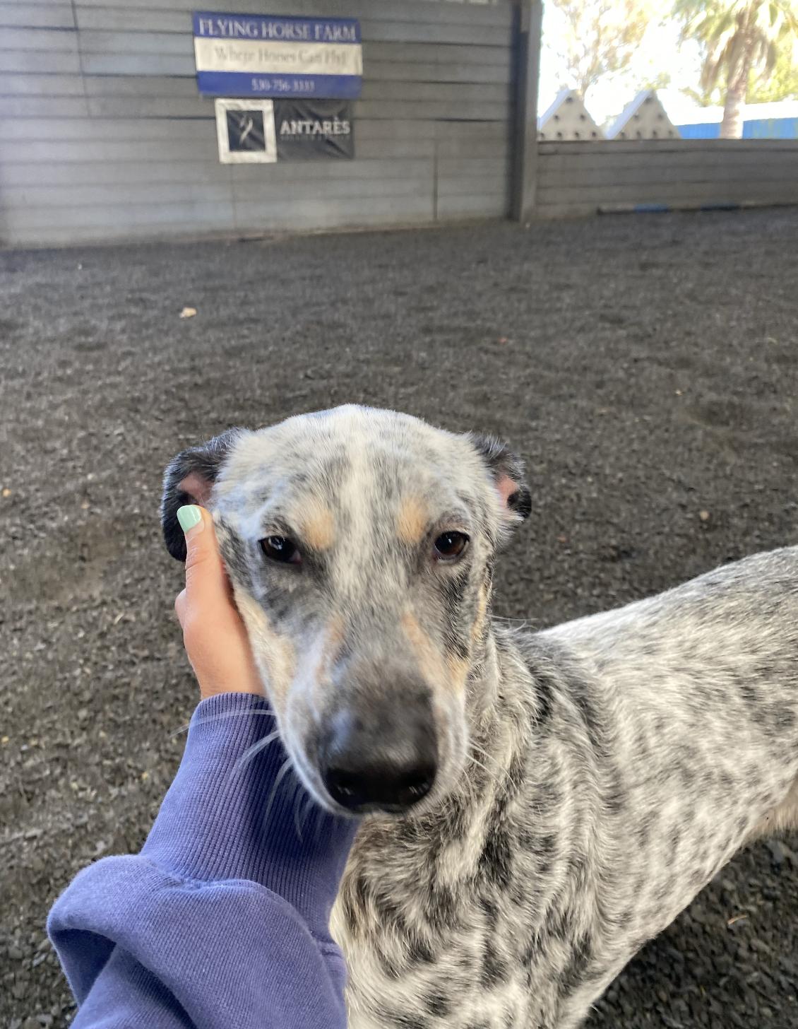 Enlarge Indigo, a Adoptable mixed breed in Davis, CA image 3/6
