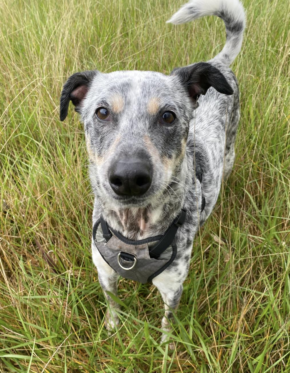 Indigo, Adoptable, Adult Male Whippet & Australian Cattle Dog / Blue Heeler.