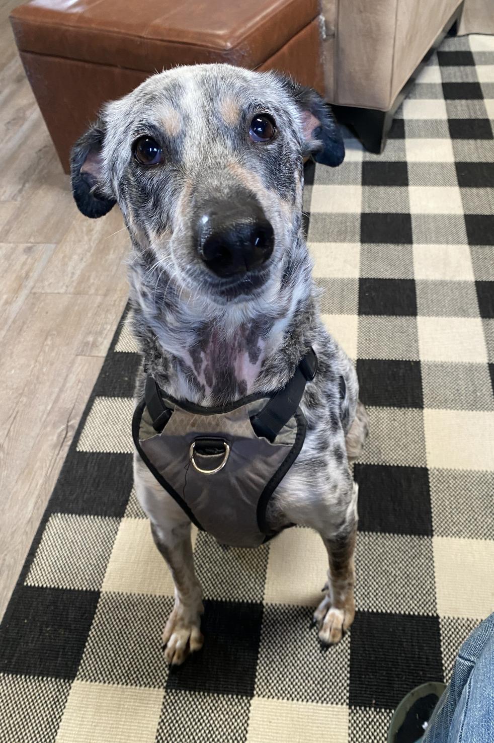 Enlarge Indigo, a Adoptable mixed breed in Davis, CA image 2/6