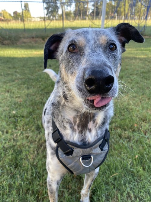 Enlarge Indigo, a Adoptable mixed breed in Davis, CA image 6/6