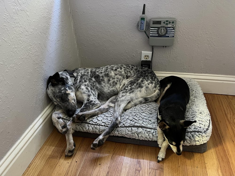 Enlarge Indigo, a Adoptable mixed breed in Davis, CA image 5/6