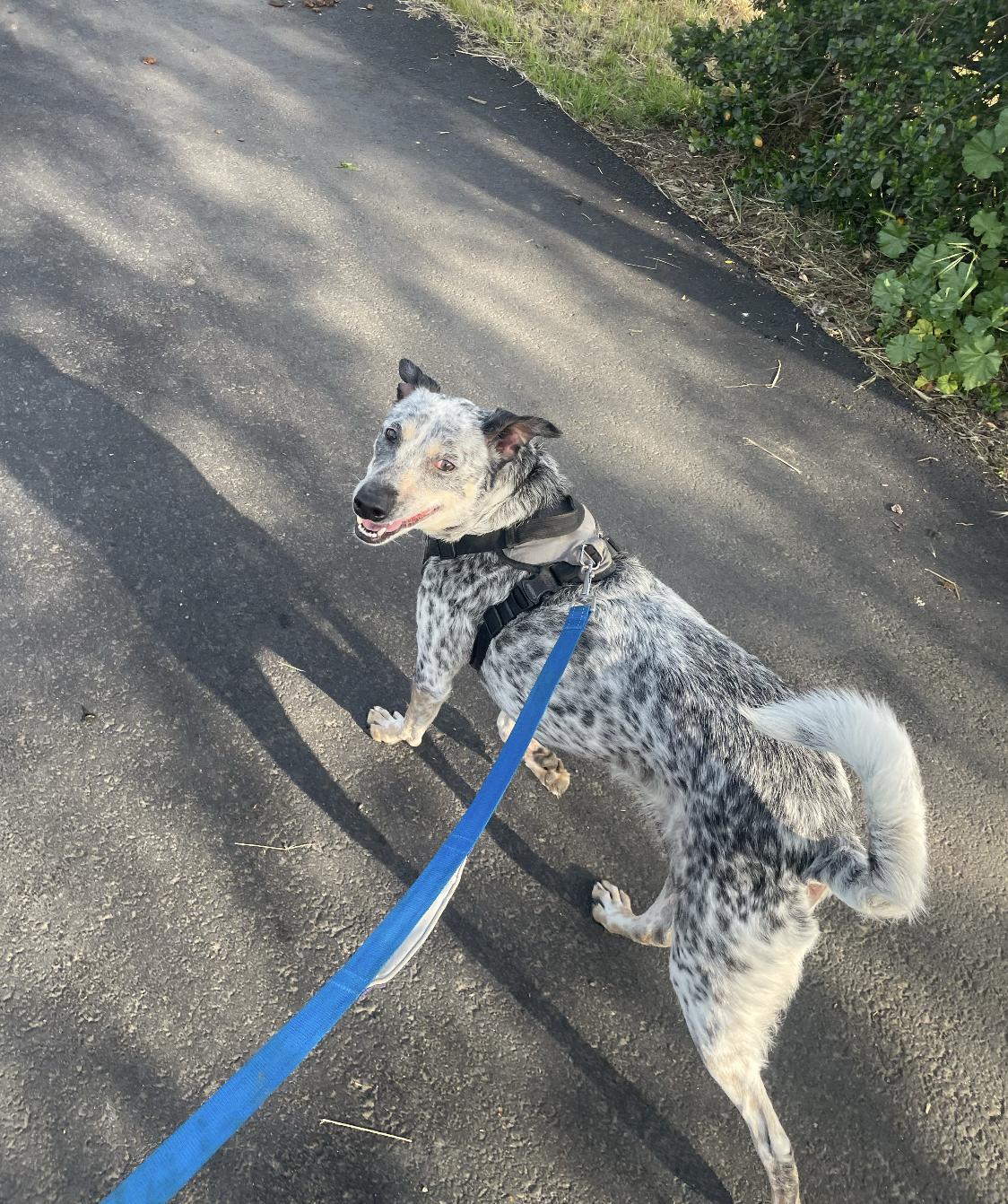 Enlarge Indigo, a Adoptable mixed breed in Davis, CA image 4/6