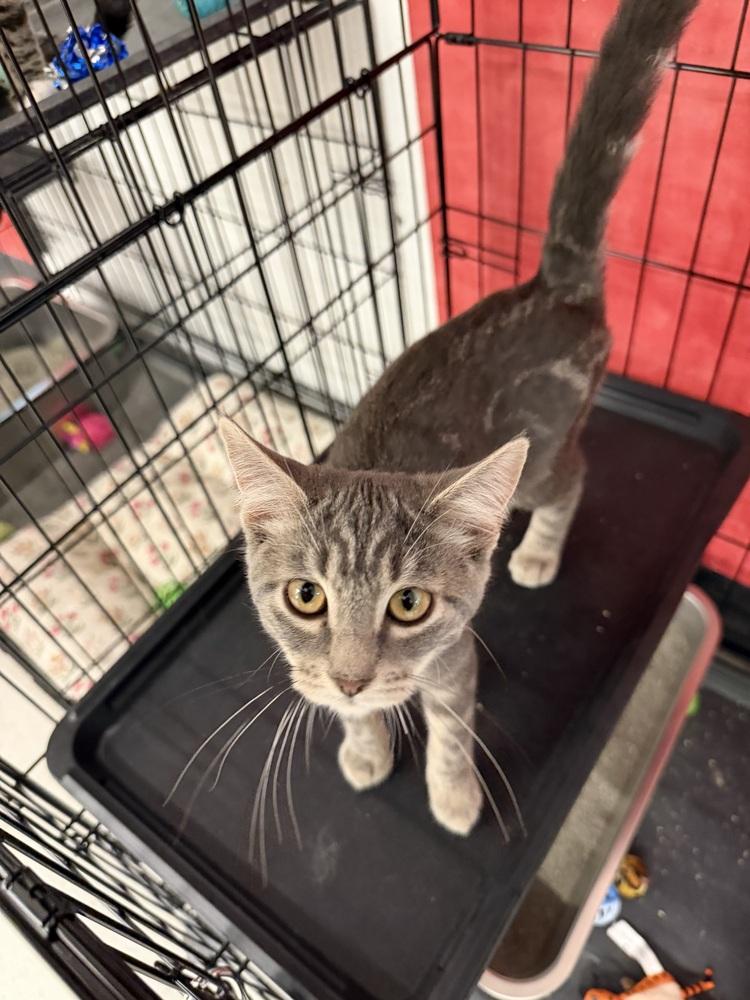 Dust Bunny, Adoptable, Kitten Female Domestic Short Hair.