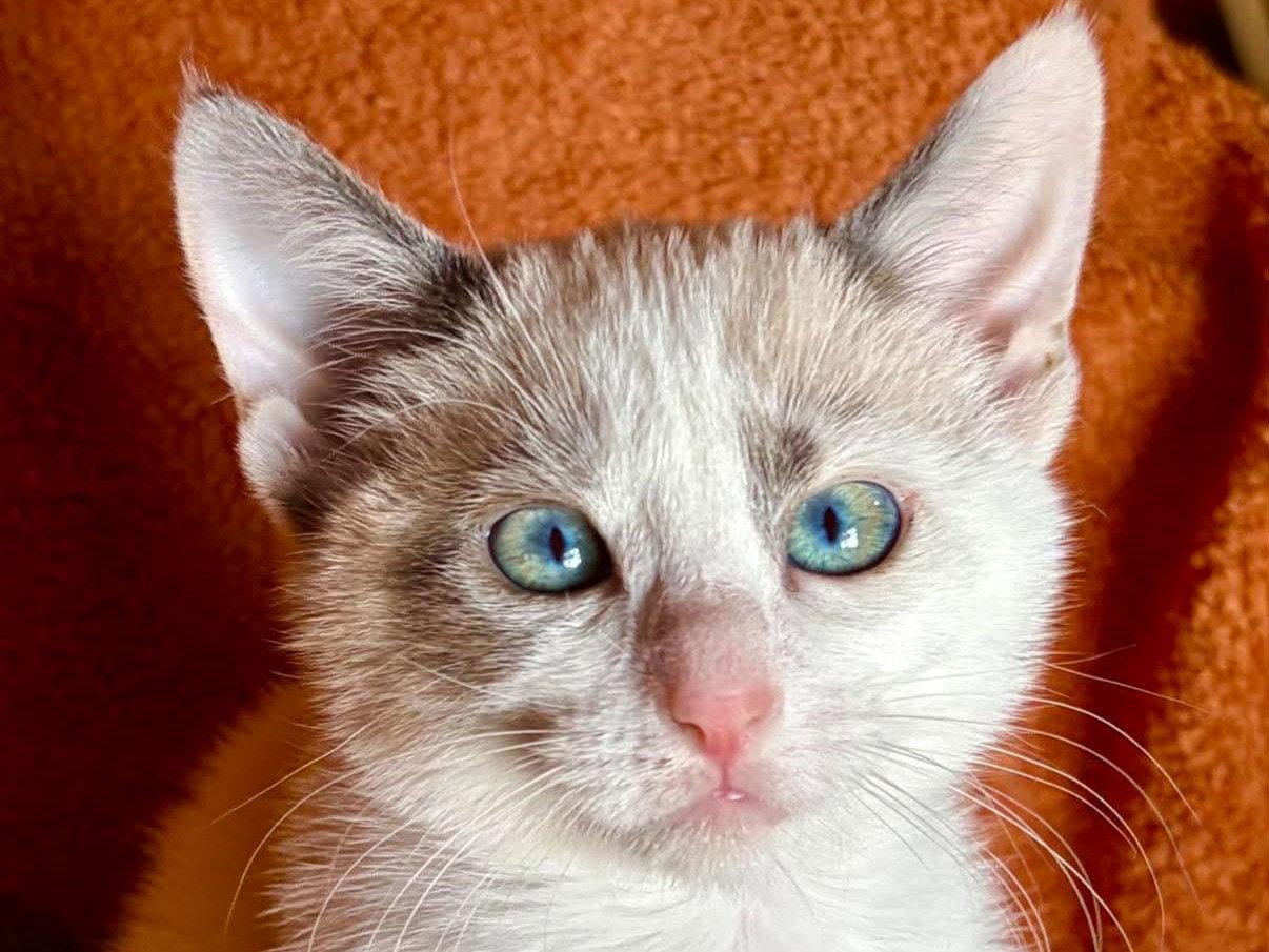 Enlarge Ellie, a Adoptable mixed breed in Cookeville, TN image 2/3