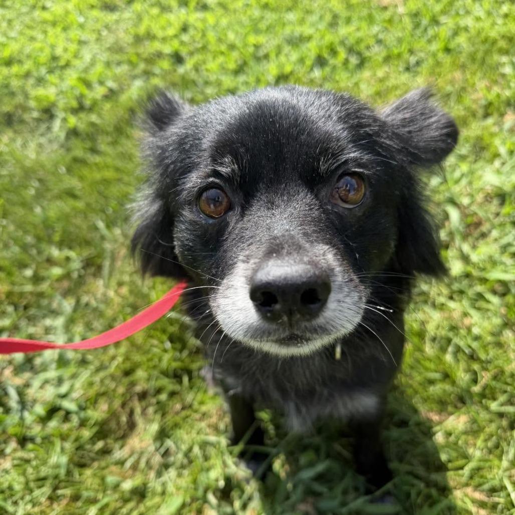 Harley, Adoptable, Senior Female Pomeranian.