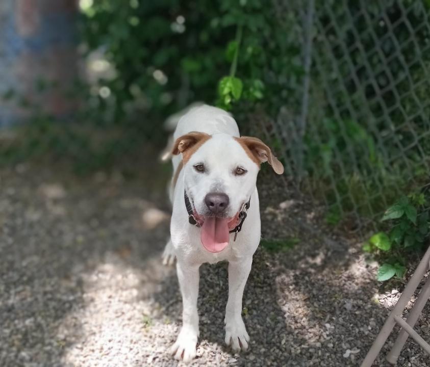 Liam, Adoptable, Adult Male Pointer.