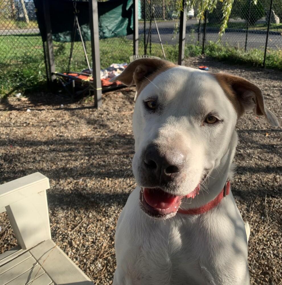 Enlarge Liam, a Adoptable mixed breed in Elmsford, NY image 2/6