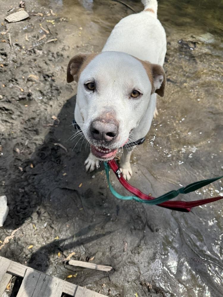 Enlarge Liam, a Adoptable mixed breed in Elmsford, NY image 4/6
