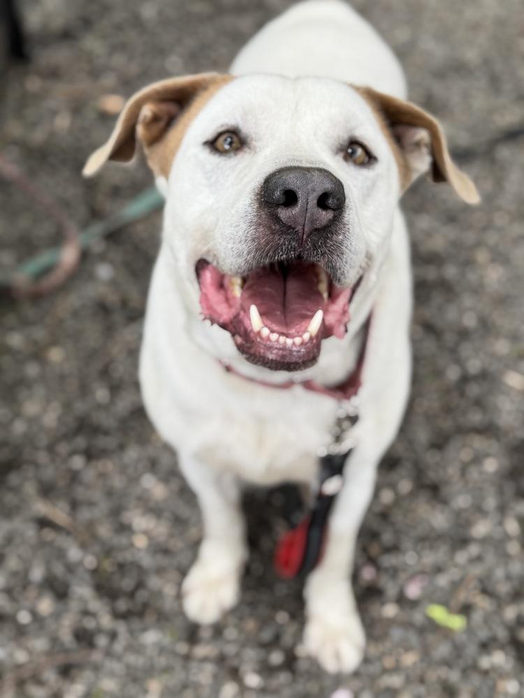 Enlarge Liam, a Adoptable mixed breed in Elmsford, NY image 6/6