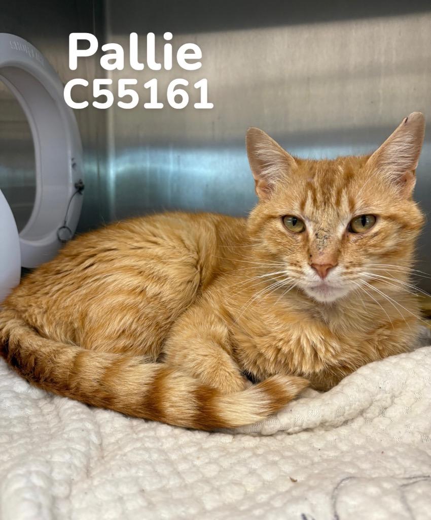 Pallie, Adoptable, Young Male Domestic Short Hair.