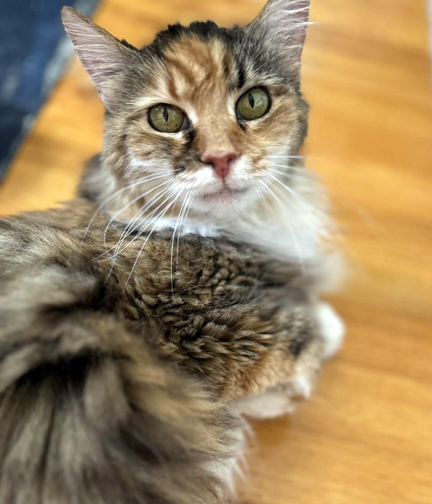 Tapioca, Adult Female Domestic Long Hair