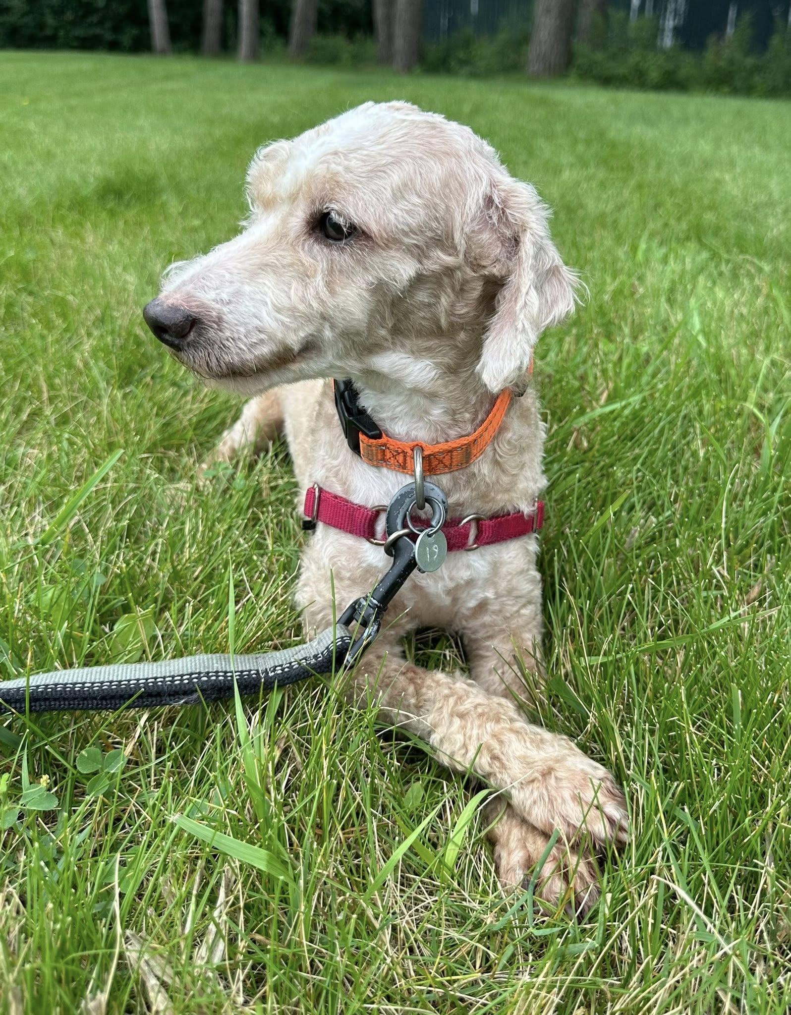 Boston-Foster Home Needed