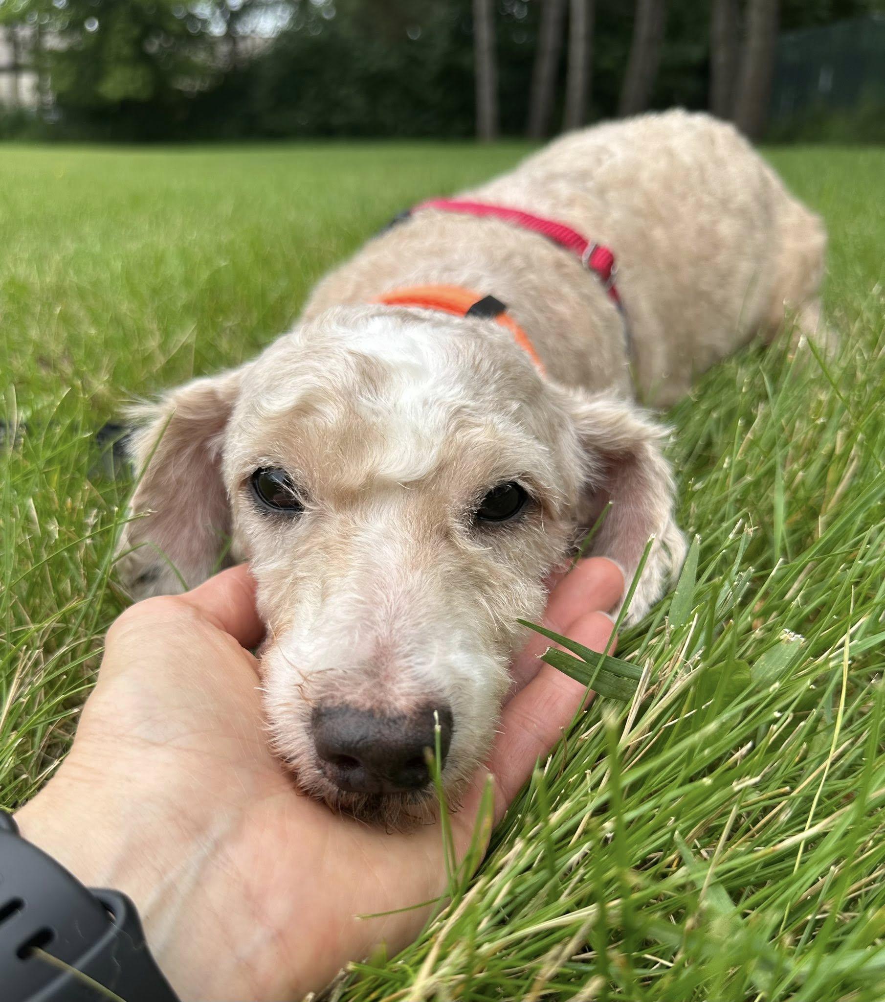 Boston-Foster Home Needed