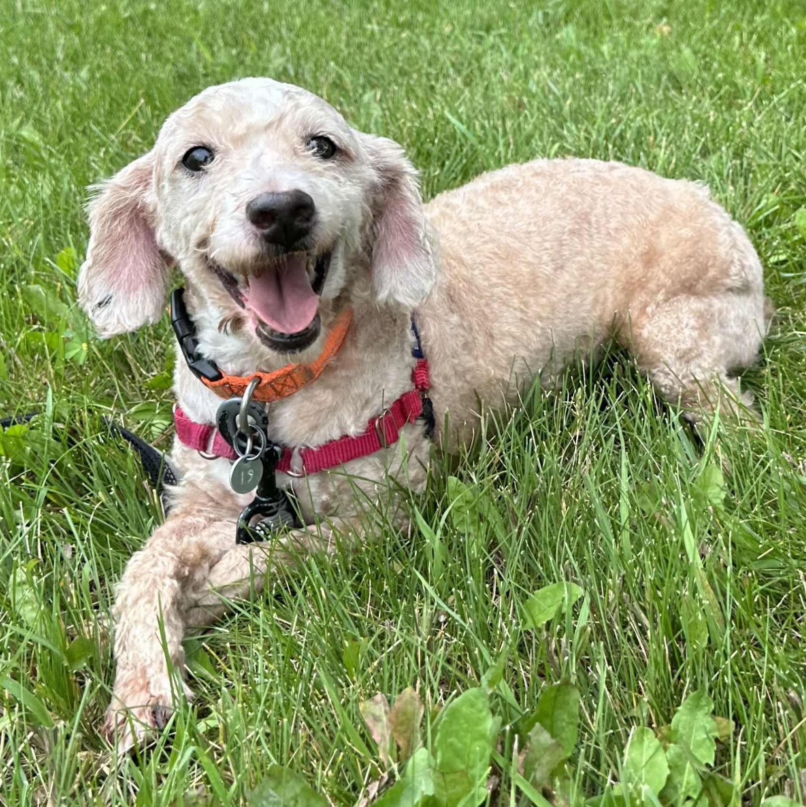 Boston-Foster Home Needed