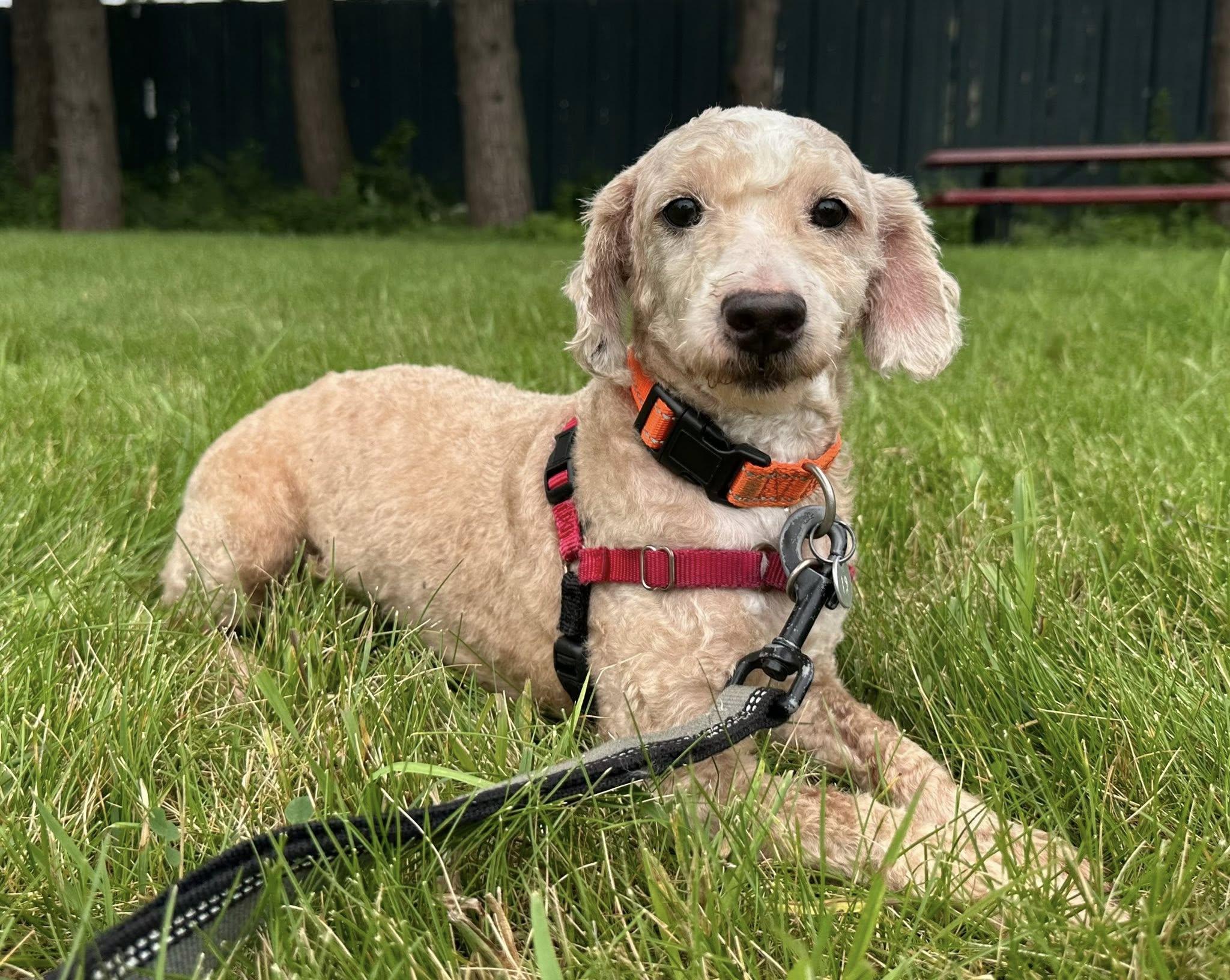 Boston-Foster Home Needed