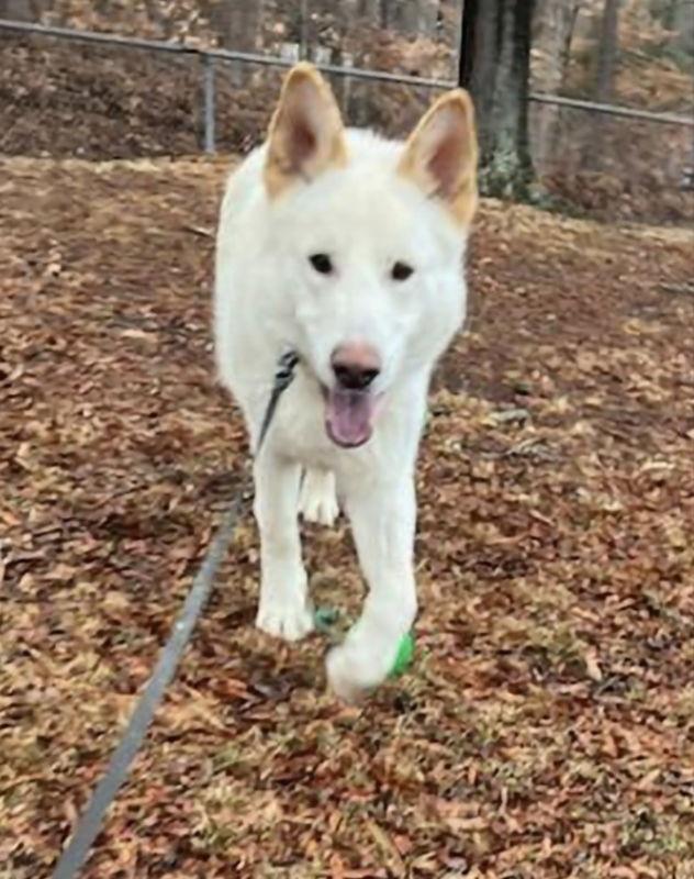 Coco ("Clive"), Adoptable, Young Male German Shepherd Dog & Husky.