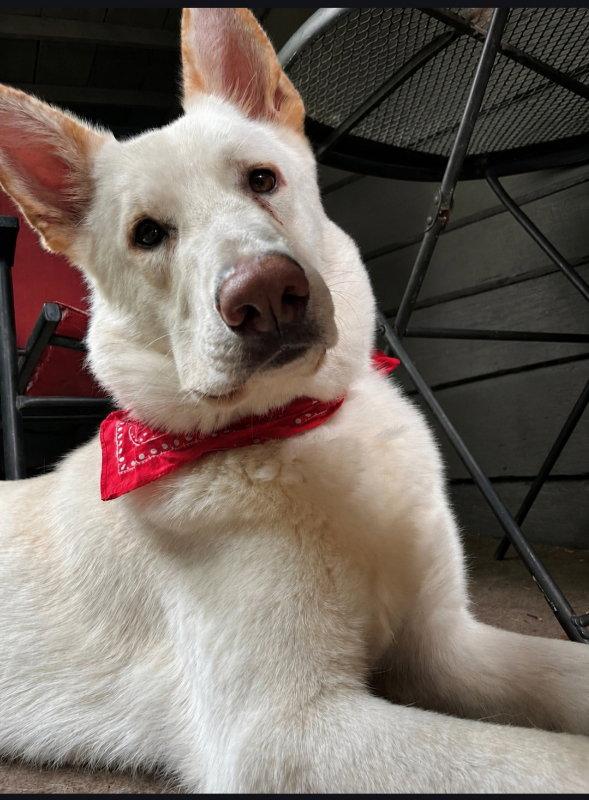 Enlarge Coco ("Clive"), a Adoptable mixed breed in Winston Salem, NC image 2/3