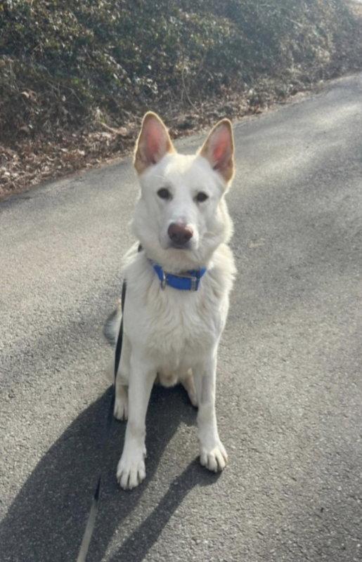 Enlarge Coco ("Clive"), a Adoptable mixed breed in Winston Salem, NC image 3/3