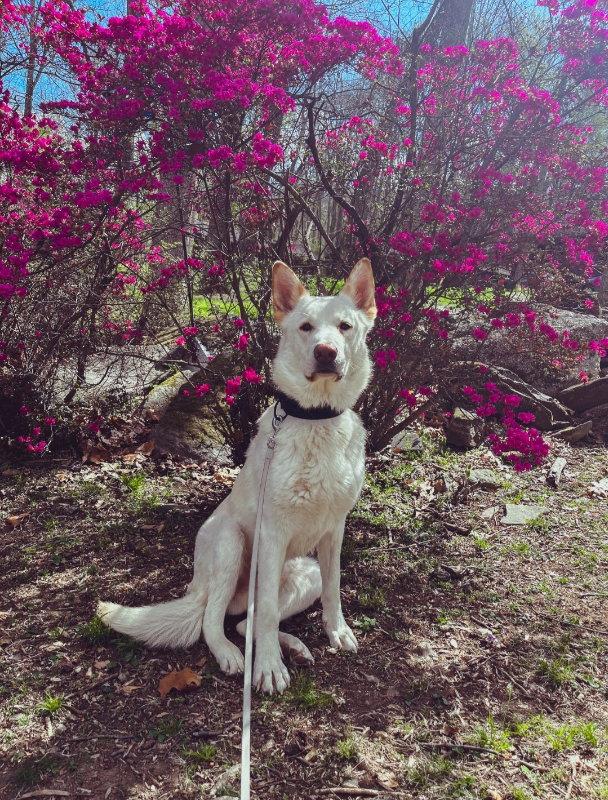 Enlarge Coco ("Clive"), a Adoptable mixed breed in Winston Salem, NC image 3/3
