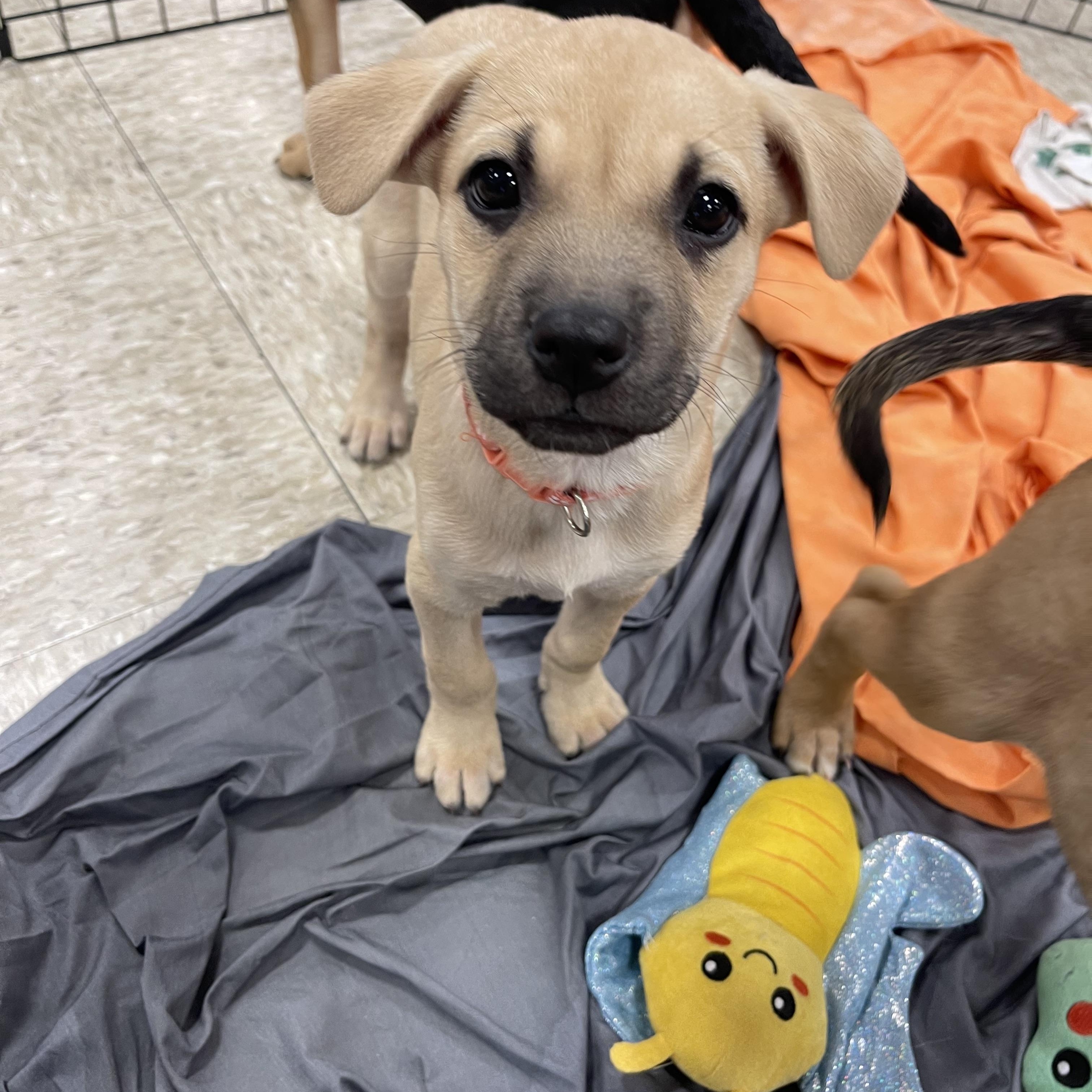 Enlarge Jill, a Adoptable mixed breed in Winter, WI image 1/1