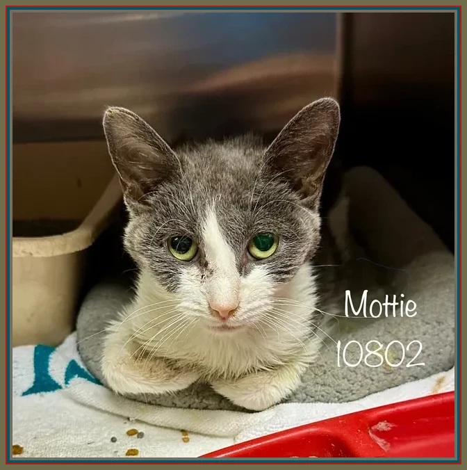MOTTIE Domestic Short Hair Cat