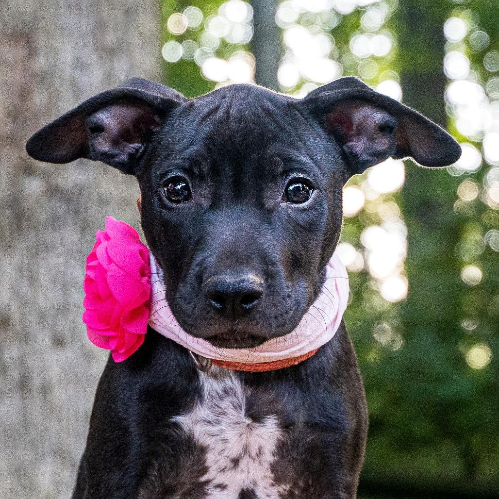 Bo Peep, Adoptable, Puppy Female Mixed Breed.